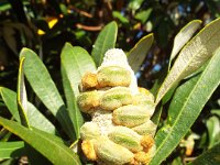 DSCF6126   Banksia integrifolia  cone at the Torquay Foreshore Caravan Park, Torquay
