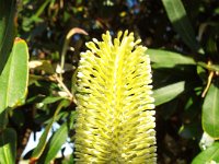 DSCF6127   Banksia integrifolia  in flower at the Torquay Foreshore Caravan Park, Torquay