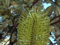 DSCF6128   Banksia integrifolia  in flower at the Torquay Foreshore Caravan Park, Torquay