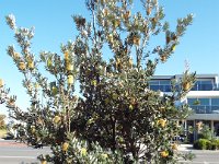 DSCF6152   Banksia integrifolia  outside the Pond Cafe, Torquay.