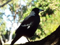 DSCF6164  Magpie in the trees near the ocean in Anglesea