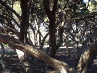 DSCF6165  Trees near the ocean in Anglesea.
