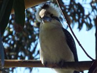 DSCF6197  A kookaburra joins us while lunching at Lorne.