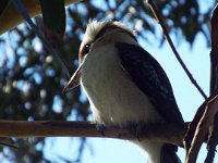 DSCF6198  A kookaburra joins us while lunching at Lorne.