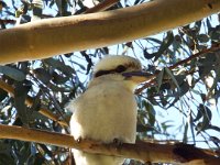 DSCF6201  A kookaburra joins us while lunching at Lorne.