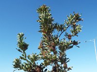 DSCF6208   Banksia aemula  in a car park in Lorne near the beach..