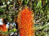 DSCF6213   Banksia ericifolia  tree in flower opposite the Lorne Sea Baths on the Great Ocean Rd.