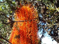 DSCF6214   Banksia ericifolia  tree in flower opposite the Lorne Sea Baths on the Great Ocean Rd.
