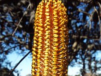 DSCF6215   Banksia ericifolia  tree in flower opposite the Lorne Sea Baths on the Great Ocean Rd.