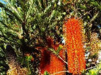 DSCF6216   Banksia ericifolia  tree in flower opposite the Lorne Sea Baths on the Great Ocean Rd.