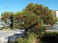 DSCF6217   Banksia ericifolia  tree in flower opposite the Lorne Sea Baths on the Great Ocean Rd.