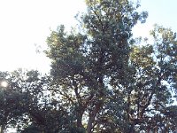 DSCF6219   Banksia  integrifolia  tree in flower opposite the Lorne Sea Baths on the Great Ocean Rd.