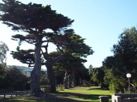 DSCF6226  Magical tree walk near Lorne Foreshore.