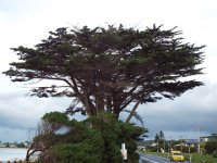 DSCF6255  Tree on the way into Apollo Bay Town Centre
