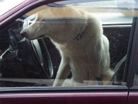 DSCF6257  Dog in Apollo Bay.