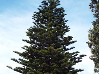 DSCF6265  Sam in Apollo Bay.