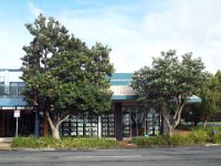 DSCF6266  Banksias ( Banksia  integrifolia ) in Apollo Bay Town Centre.