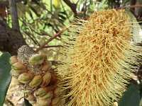 DSCF6269   Banksia  integrifolia  in flower near the main street of Apollo Bay.
