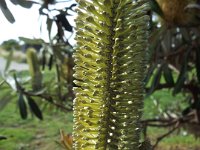 DSCF6270   Banksia  integrifolia  in flower near the main street of Apollo Bay.