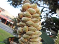 DSCF6271   Banksia  integrifolia  cone near the main street of Apollo Bay.