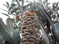 DSCF6273   Banksia  integrifolia  cone near the main street of Apollo Bay.