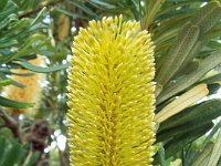 DSCF6274   Banksia  integrifolia  in flower near the main street of Apollo Bay.