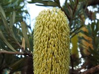 DSCF6276   Banksia  integrifolia  in flower near the main street of Apollo Bay.