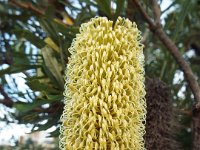 DSCF6277   Banksia  integrifolia  in flower near the main street of Apollo Bay.