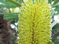DSCF6278   Banksia  integrifolia  in flower near the main street of Apollo Bay.