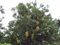 DSCF6279  Small  Banksia  integrifolia  in flower near the main street of Apollo Bay.