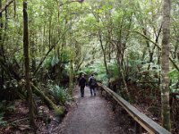 DSCF6295  Mait's Rest a self-guided walk through rainforest in the Otway Ranges, Great Otway National Park.