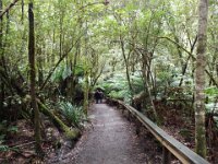 DSCF6296  Mait's Rest a self-guided walk through rainforest in the Otway Ranges, Great Otway National Park.