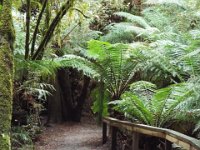 DSCF6297  Mait's Rest a self-guided walk through rainforest in the Otway Ranges, Great Otway National Park.