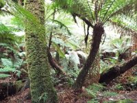 DSCF6300  Mait's Rest a self-guided walk through rainforest in the Otway Ranges, Great Otway National Park.
