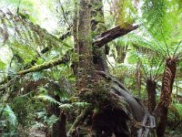 DSCF6301  Mait's Rest a self-guided walk through rainforest in the Otway Ranges, Great Otway National Park.
