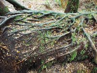 DSCF6302  Mait's Rest a self-guided walk through rainforest in the Otway Ranges, Great Otway National Park.