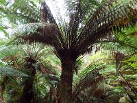 DSCF6305  Mait's Rest a self-guided walk through rainforest in the Otway Ranges, Great Otway National Park.