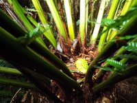 DSCF6308  Mait's Rest a self-guided walk through rainforest in the Otway Ranges, Great Otway National Park.