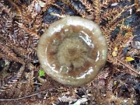 DSCF6311  Mait's Rest a self-guided walk through rainforest in the Otway Ranges, Great Otway National Park.