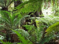DSCF6313  Mait's Rest a self-guided walk through rainforest in the Otway Ranges, Great Otway National Park.