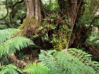 DSCF6314  Mait's Rest a self-guided walk through rainforest in the Otway Ranges, Great Otway National Park.