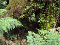DSCF6316  Mait's Rest a self-guided walk through rainforest in the Otway Ranges, Great Otway National Park.