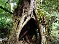 DSCF6318  Mait's Rest a self-guided walk through rainforest in the Otway Ranges, Great Otway National Park.