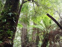 DSCF6321  Mait's Rest a self-guided walk through rainforest in the Otway Ranges, Great Otway National Park.