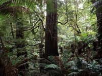 DSCF6322  Mait's Rest a self-guided walk through rainforest in the Otway Ranges, Great Otway National Park.