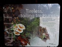 DSCF6324  Mait's Rest a self-guided walk through rainforest in the Otway Ranges, Great Otway National Park.