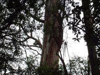 DSCF6325  Mait's Rest a self-guided walk through rainforest in the Otway Ranges, Great Otway National Park.