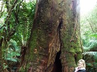 DSCF6326  Sam admires just one of many giant trees at Mait's Rest a self-guided walk through rainforest in the Otway Ranges, Great Otway National Park.