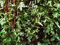 DSCF6331  Mait's Rest a self-guided walk through rainforest in the Otway Ranges, Great Otway National Park.
