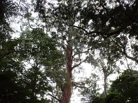 DSCF6336  Mait's Rest a self-guided walk through rainforest in the Otway Ranges, Great Otway National Park.